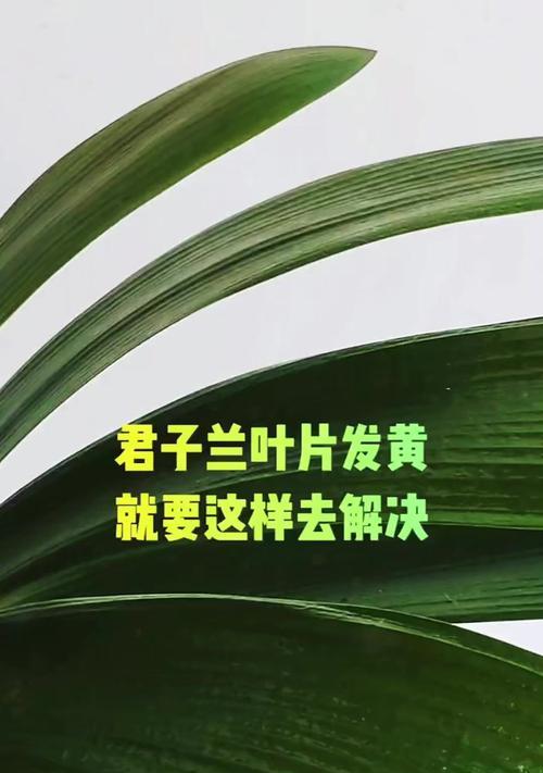 君子兰叶子发黄的原因是什么？如何处理？