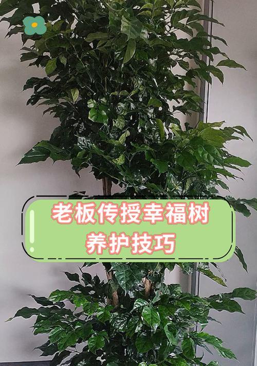 如何修剪幸福树盆景？修剪技巧和注意事项是什么？