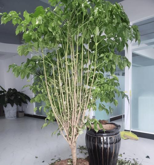 如何修剪幸福树盆景？修剪技巧和注意事项是什么？