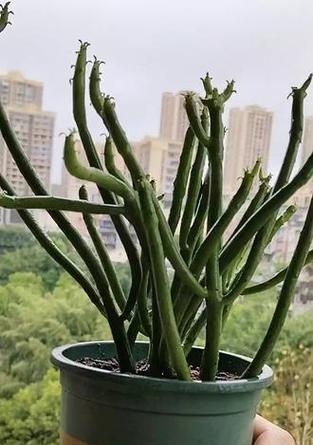 多肉光棍树的养殖技巧有哪些？如何防止光棍树徒长？