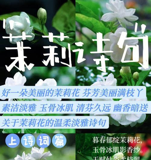白茉莉的养殖技巧是什么？如何保持白茉莉的花香？