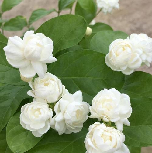 白茉莉的养殖技巧是什么？如何保持白茉莉的花香？