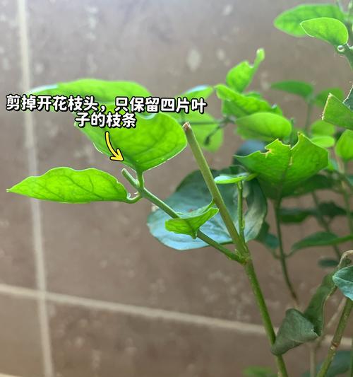 茉莉花修剪的最佳时机是什么时候？怎样修剪才能促进茉莉花的开花？