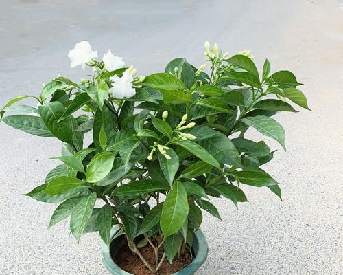 茉莉花修剪的最佳时机是什么时候？怎样修剪才能促进茉莉花的开花？