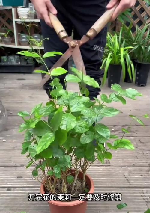 茉莉花修剪的最佳时机是什么时候？怎样修剪才能促进茉莉花的开花？