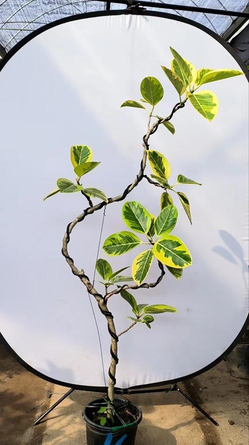 黄金植物的外观特征是什么？