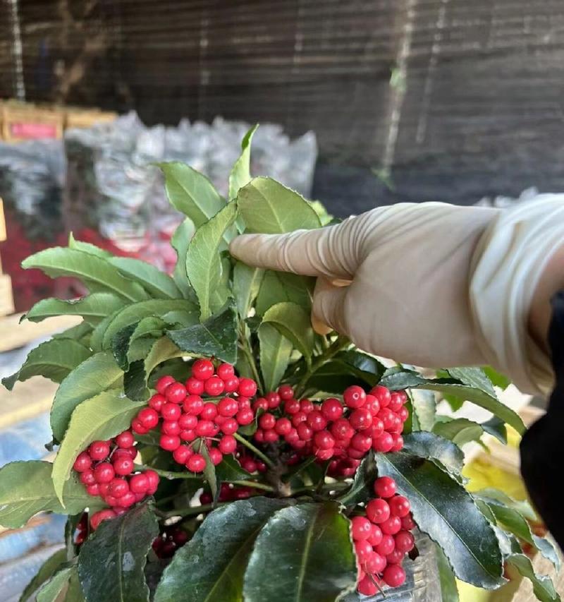 黄金植物的外观特征是什么？