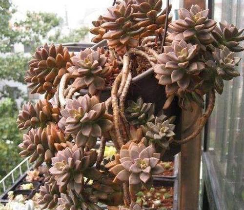 多肉植物培育方法有哪些？如何避免多肉徒长？