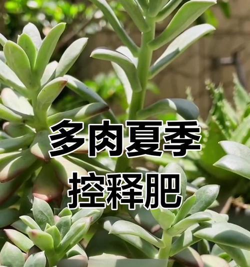 多肉植物培育方法有哪些？如何避免多肉徒长？