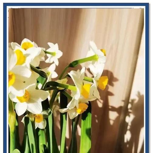 水仙花养殖过程中应注意什么？