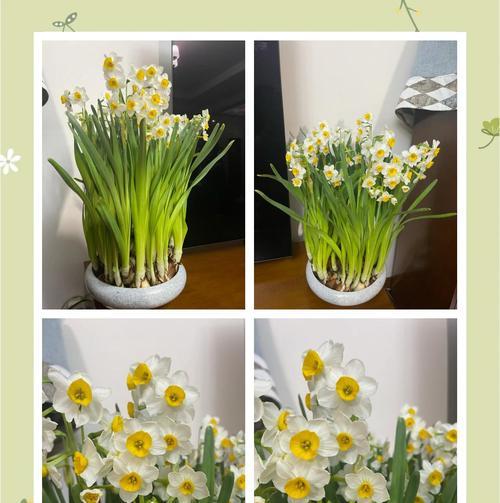 水仙花养殖过程中应注意什么？