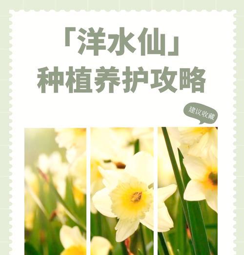 水仙花养殖过程中应注意什么？
