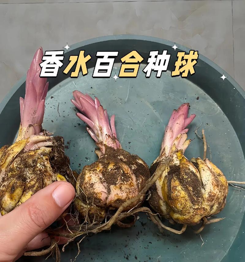 香水百合凋谢后如何处理？