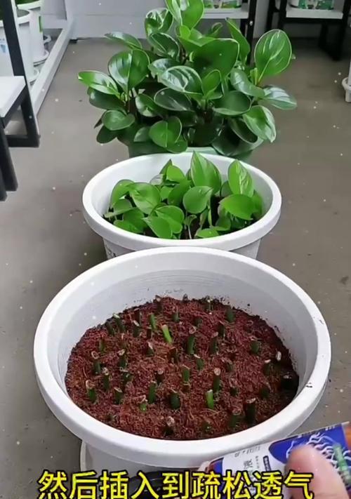 绿萝修剪方法和注意事项是什么？