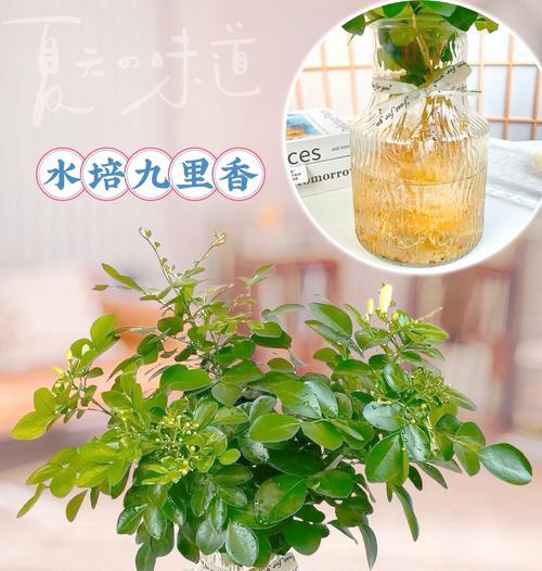 九里香的养殖技巧？九里香的繁殖和养护要点？