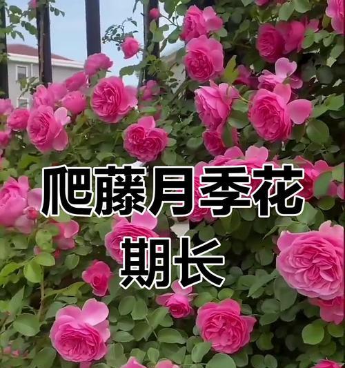月季的最佳开花季节是什么时候？