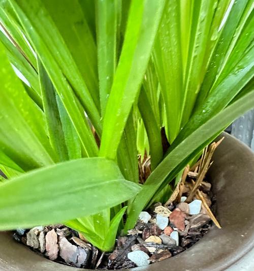 绿色植物怎么养？日常照料和繁殖方法有哪些？