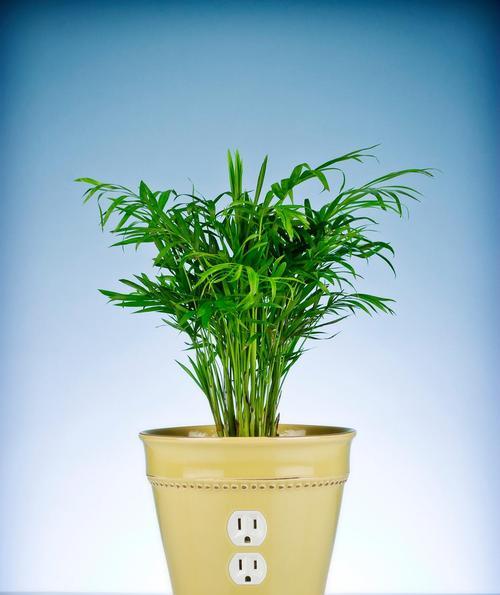 绿色植物怎么养？日常照料和繁殖方法有哪些？