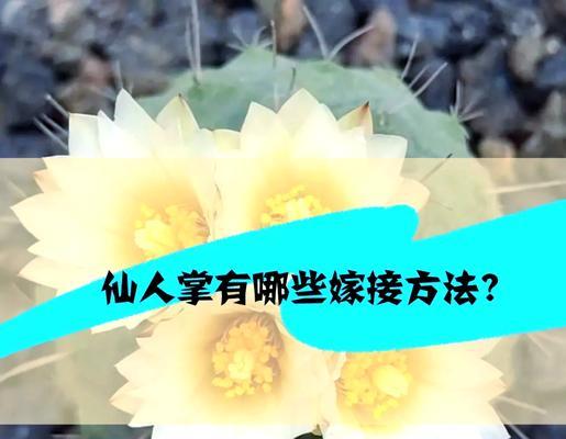 仙人掌可以嫁接哪些花？嫁接方法是什么？