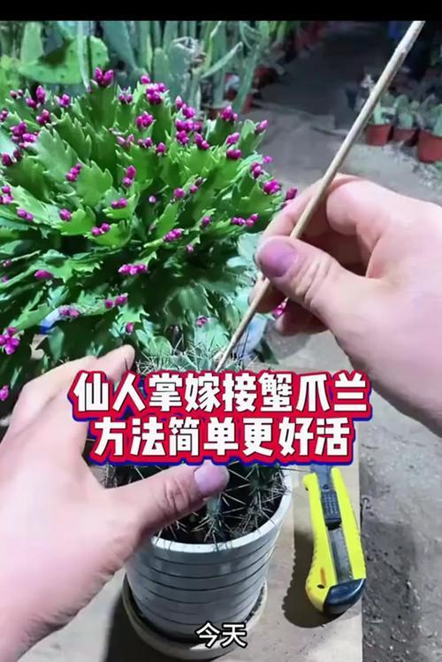 仙人掌可以嫁接哪些花？嫁接方法是什么？