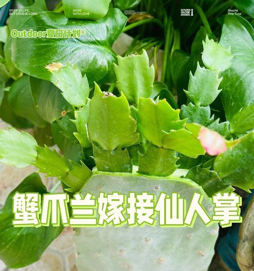 仙人掌可以嫁接哪些花？嫁接方法是什么？