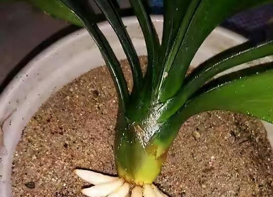 君子兰的正确种植方法是什么？如何确保君子兰健康成长？