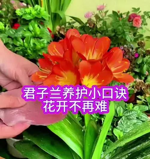 君子兰的正确种植方法是什么？如何确保君子兰健康成长？