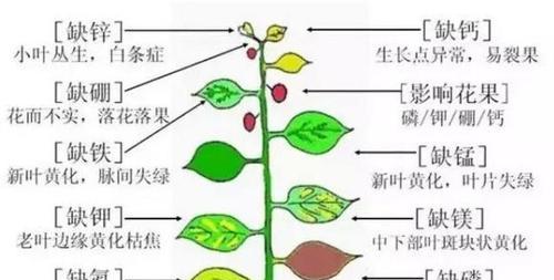 双色茉莉的施肥方法是什么？如何选择合适的肥料？
