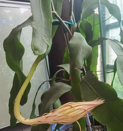 昙花开花后应该如何处理？