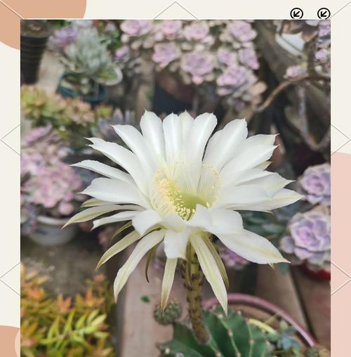 昙花开花后应该如何处理？