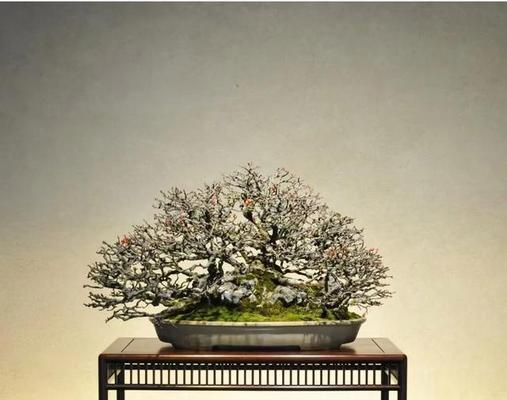 盆景怎么制作？初学者如何入门制作盆景艺术？