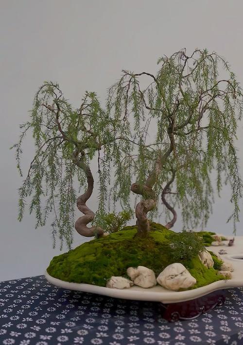 盆景怎么制作？初学者如何入门制作盆景艺术？