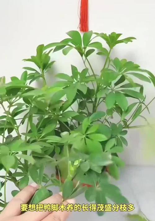 鸭脚木的正确养殖方法和注意事项是什么？