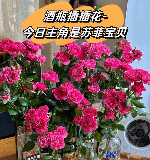 玫瑰花品种不同如何养护？怎样保持花型一致？