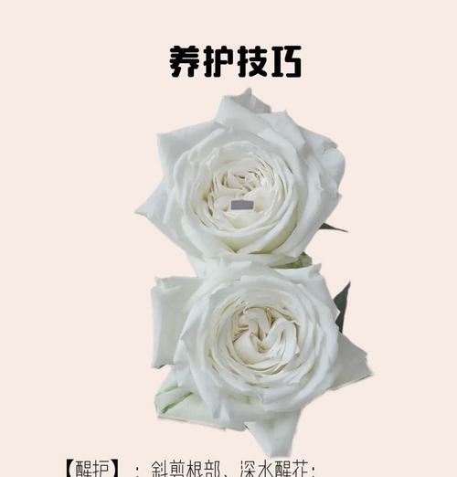 玫瑰花品种不同如何养护？怎样保持花型一致？