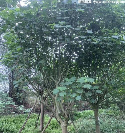 芙蓉树的正确养护方法是什么？