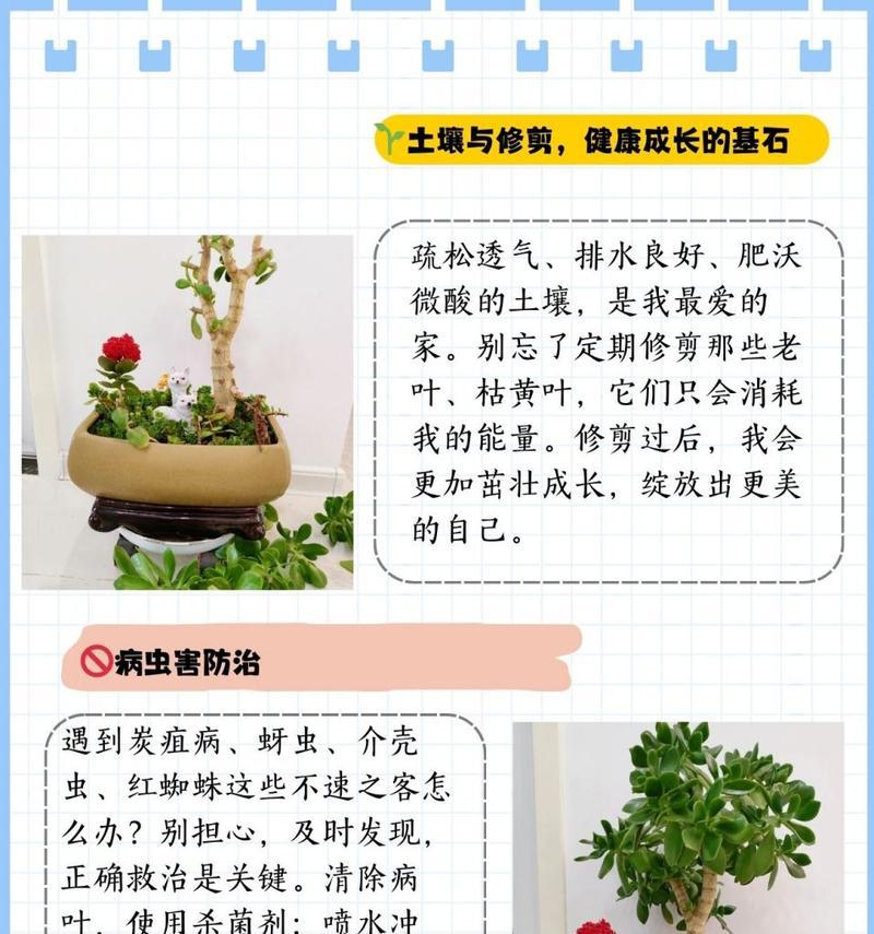 芙蓉树的正确养护方法是什么？