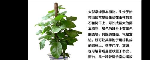 绿萝养护需要注意什么？怎样才能养出茂盛的绿萝？