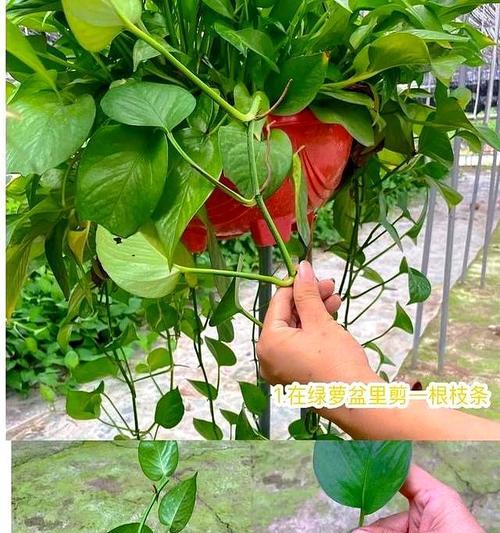 绿萝养护需要注意什么？怎样才能养出茂盛的绿萝？
