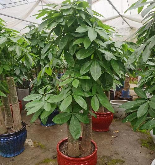 发财树的栽植步骤和养护要点是什么？