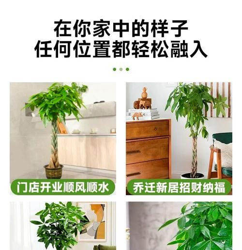 发财树的栽植步骤和养护要点是什么？