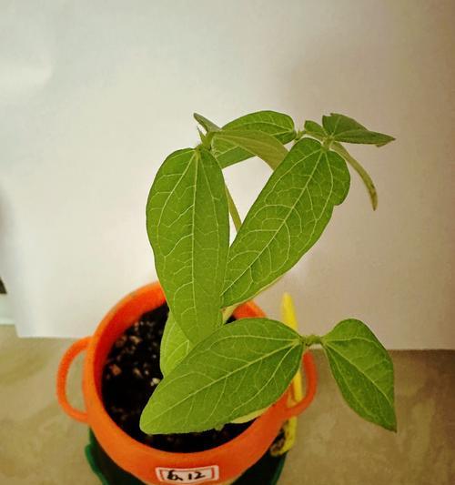 夏天适合种植哪些植物？