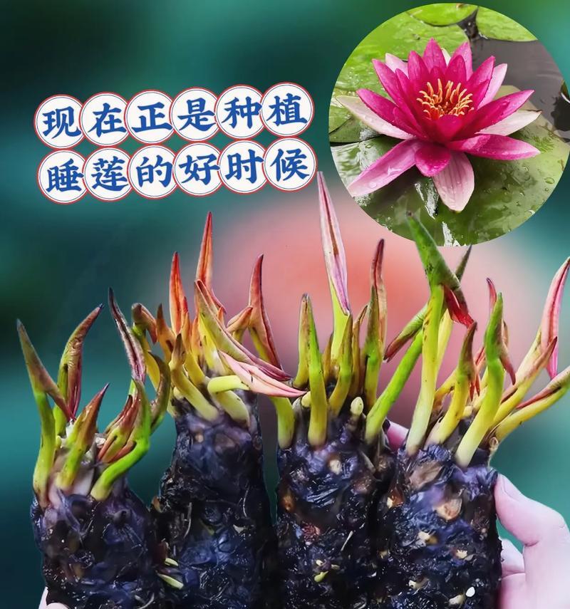 种睡莲的步骤是什么？需要注意哪些事项？