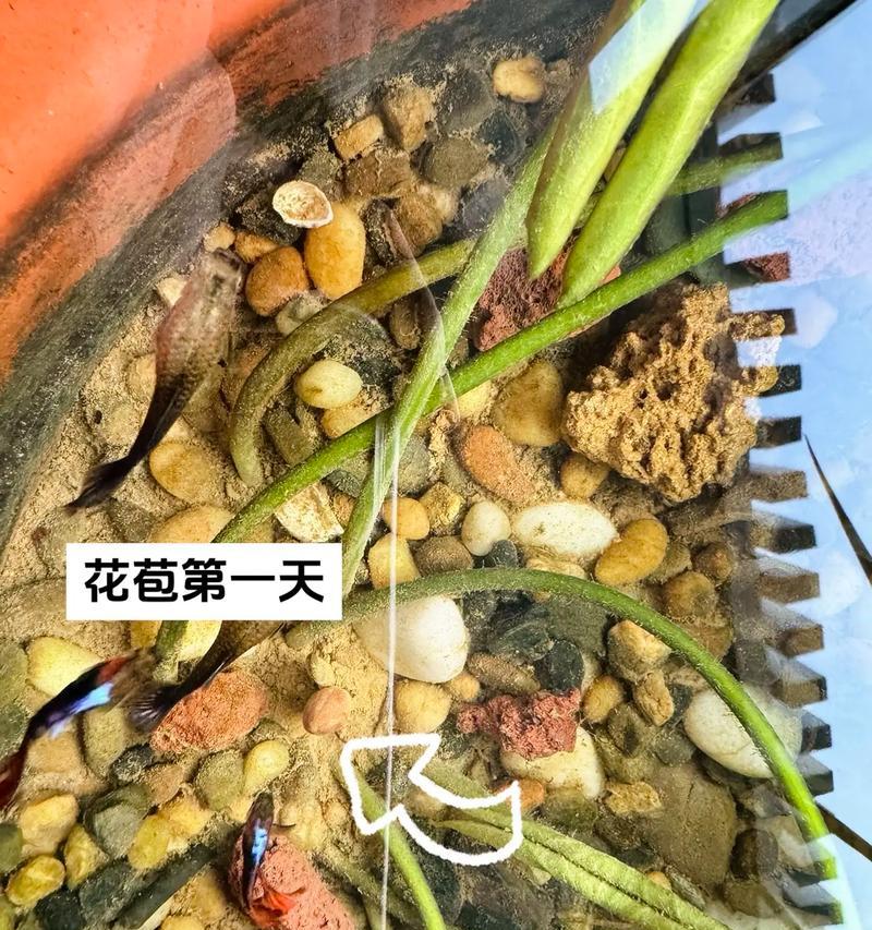 种睡莲的步骤是什么？需要注意哪些事项？