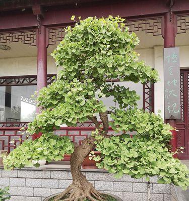 银杏树盆景的最佳摆放位置是什么？