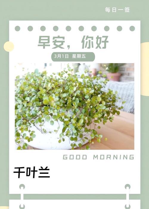 吊兰花的空气净化效果如何？它还有哪些其他作用？