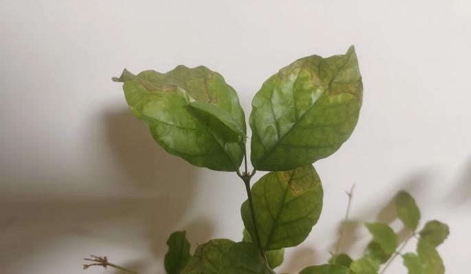 花叶子尖枯萎了怎么办？可能的原因有哪些？