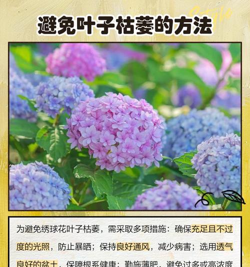 花叶子尖枯萎了怎么办？可能的原因有哪些？