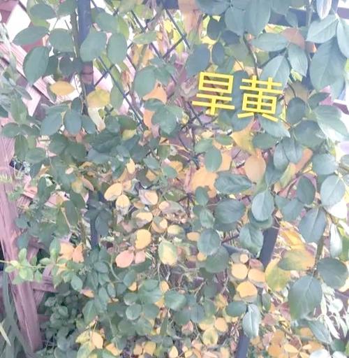 花叶子尖枯萎了怎么办？可能的原因有哪些？