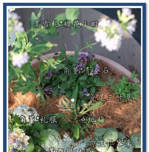 盆栽冬季养护需要注意什么？如何在冬天照顾好盆栽植物？